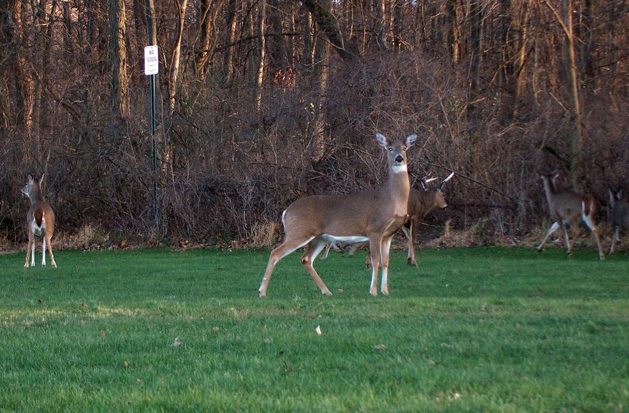 two deer grazing on a field in front of trees