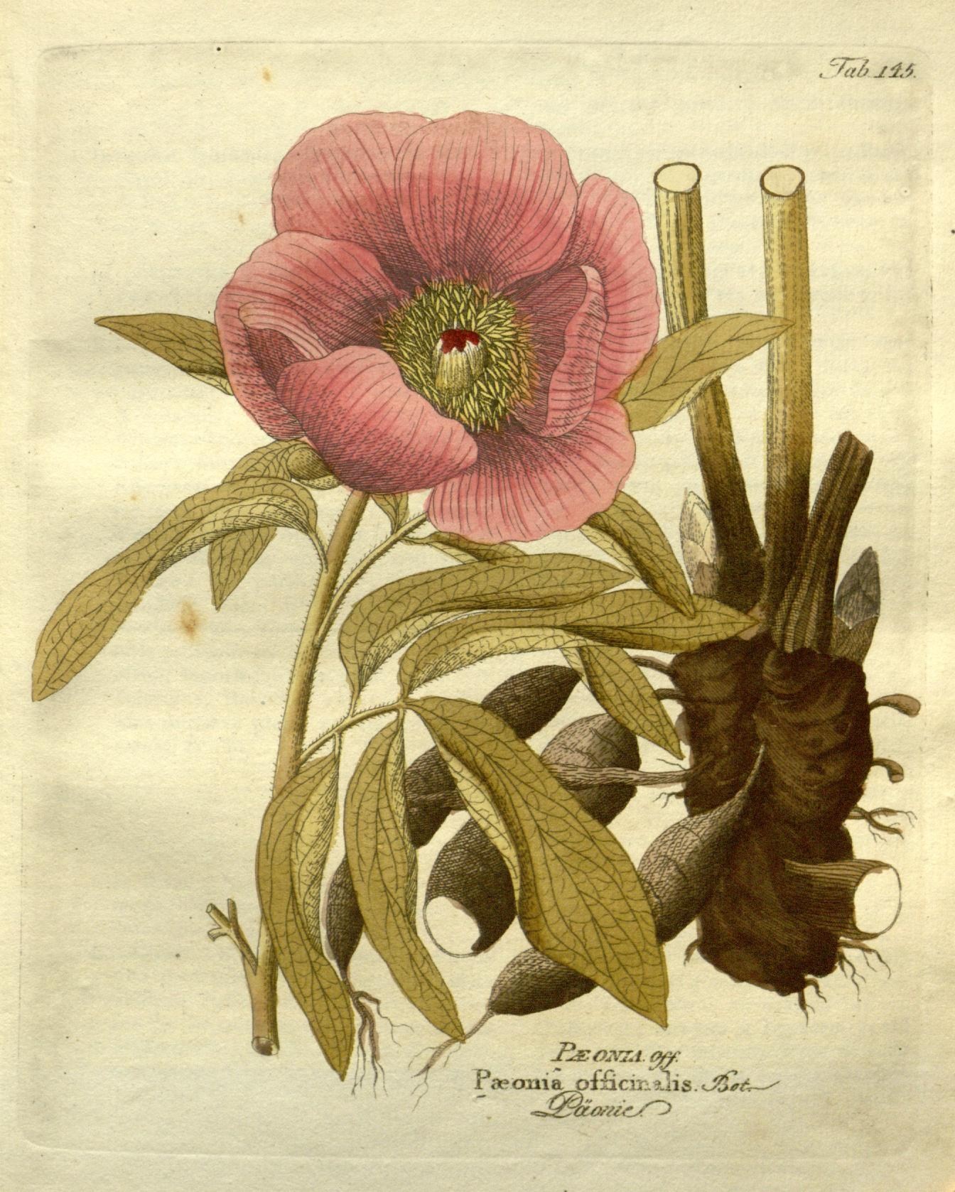 an illustration of a flower and two other plants