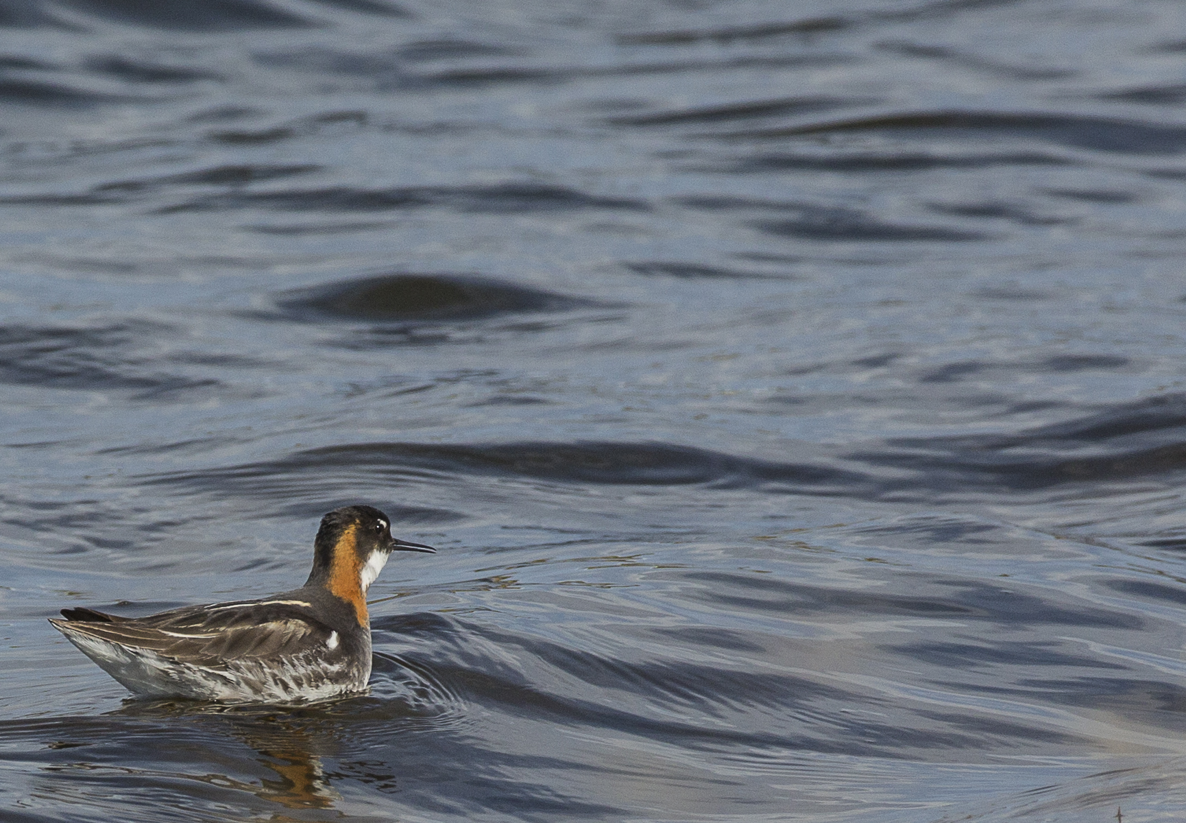 an orange and white duck swimming in some water