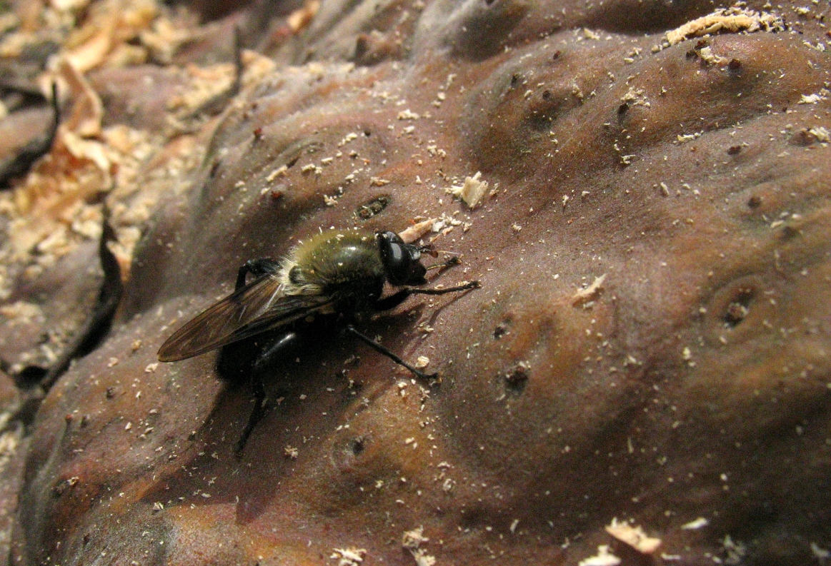 a close up of a flies on a rocky surface