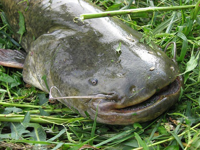 fish sitting in green grass with it's mouth open