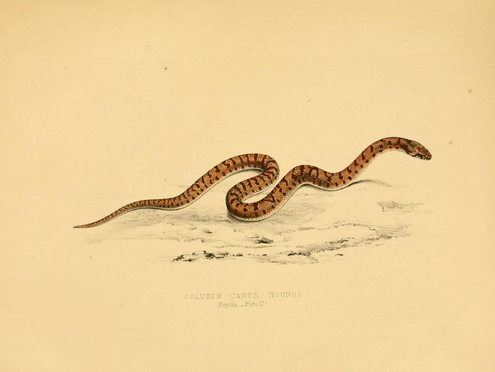 a snake with its mouth open laying on the ground