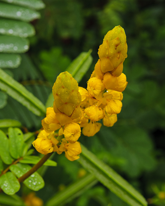 a couple yellow flowers on a leafy green tree