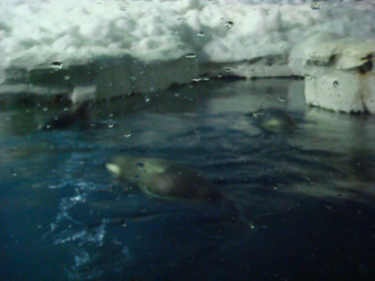 sea lions swimming in a pool with ice behind them