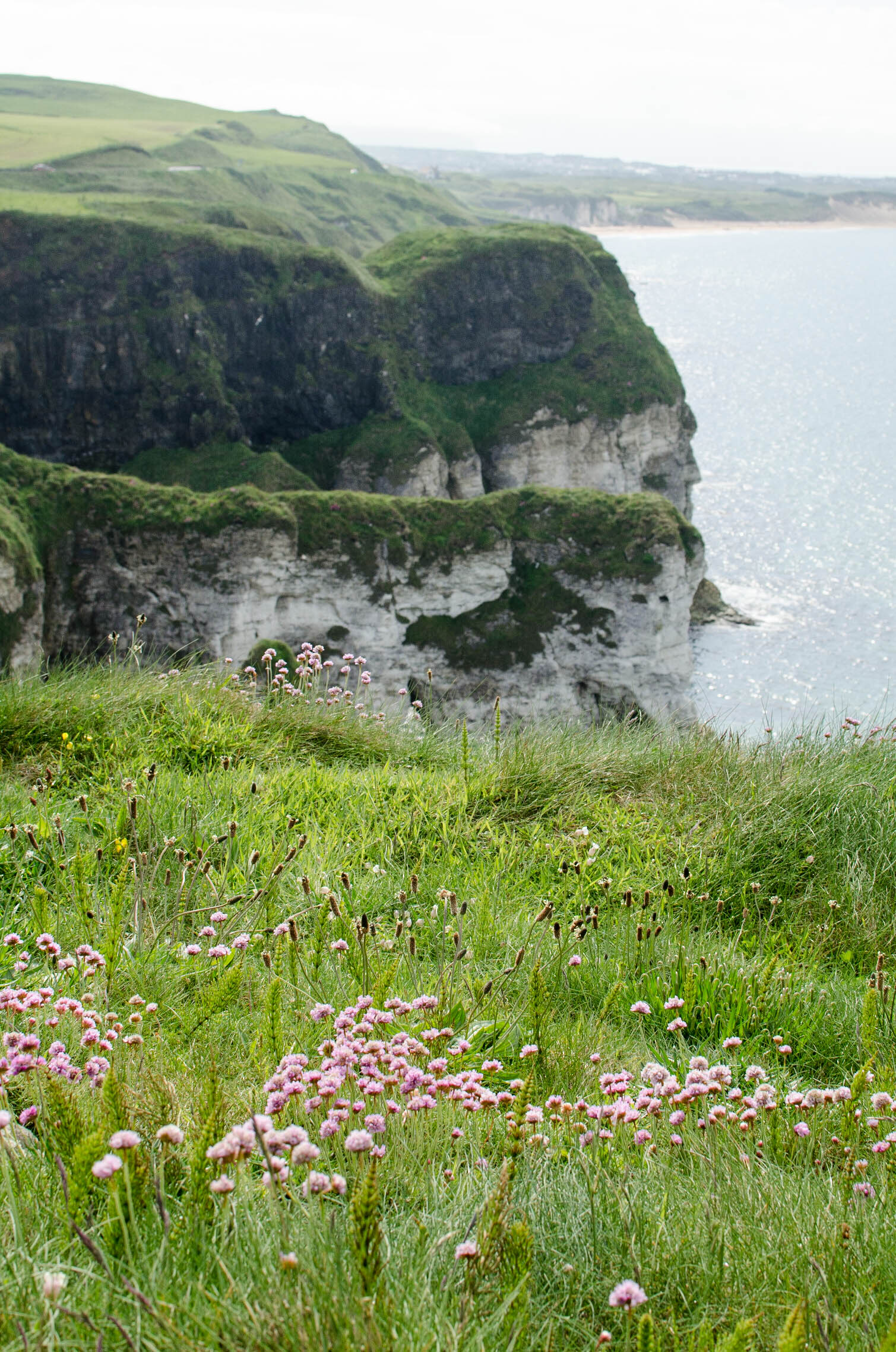 there is a bunch of wild flowers in the grass