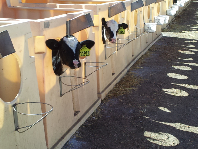 three cows stand side by side in their stalls