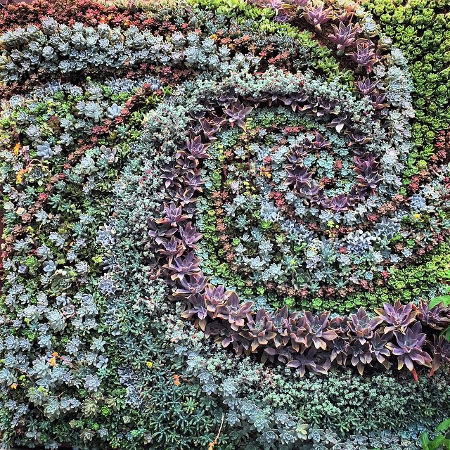 a very colorful garden design made of plants