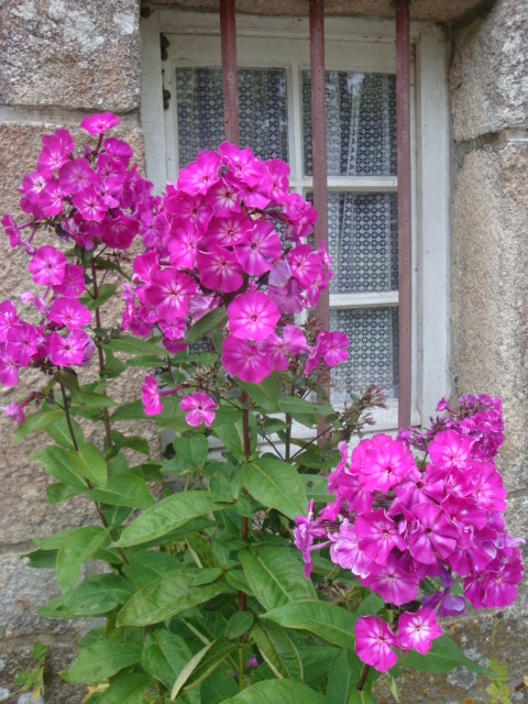 the pink flowers are near a building's window