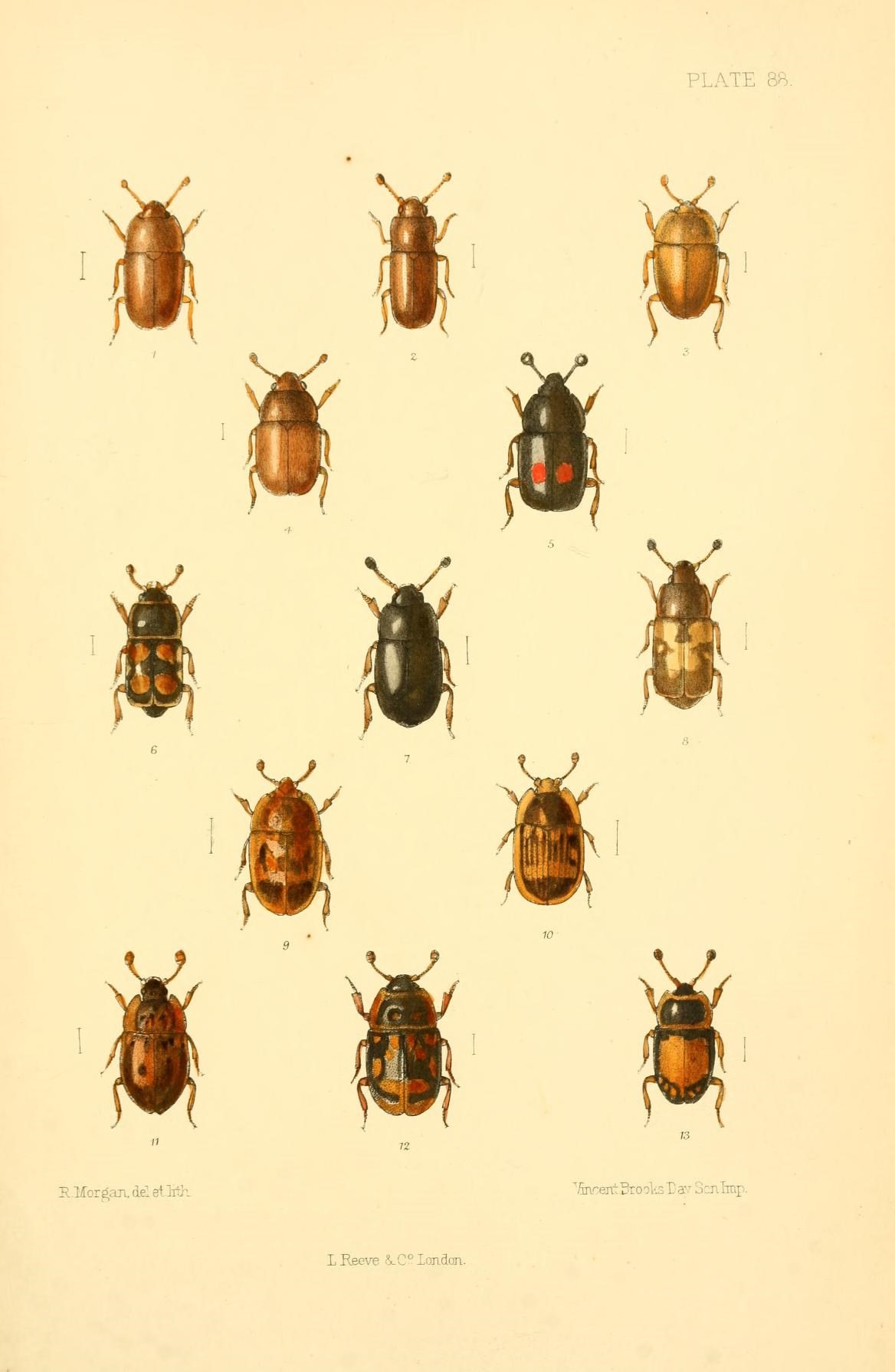 a group of different types of beetles