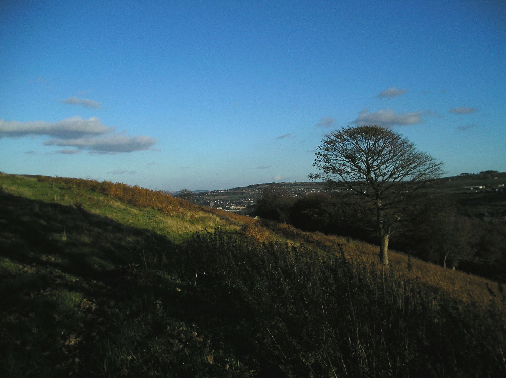 a tree on the side of a hill near a grassy field