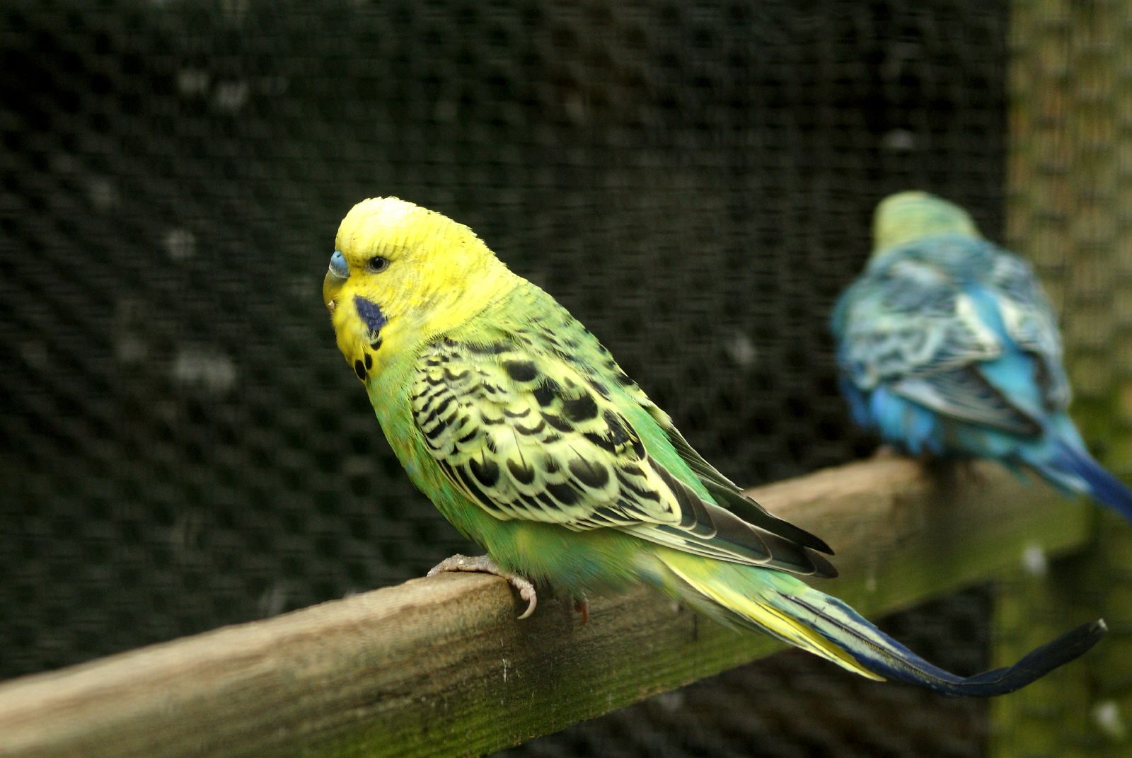 the two birds are perched on the wooden ledge