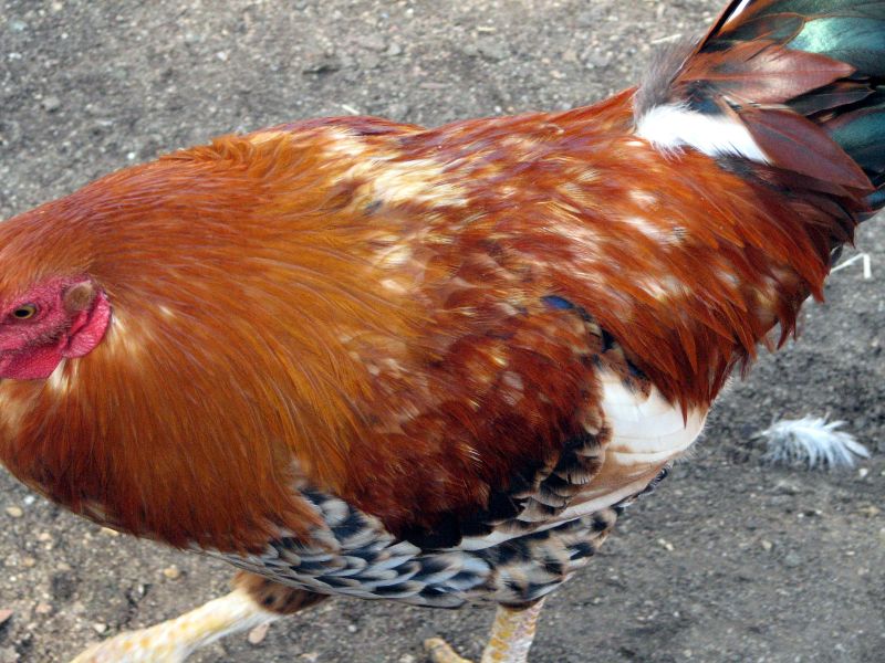 a close up of a bird with feathers on the ground