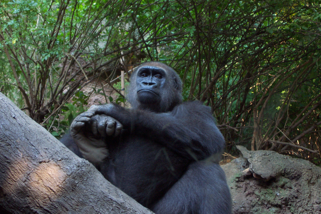 a silver colored gorilla standing on a tree limb