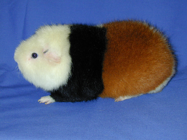 small white, brown and black animal sitting on blue blanket