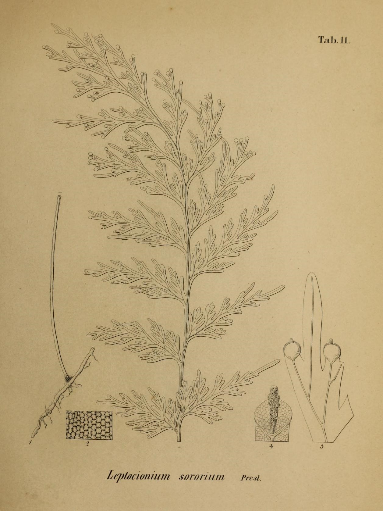 a drawing of a plant with many nches