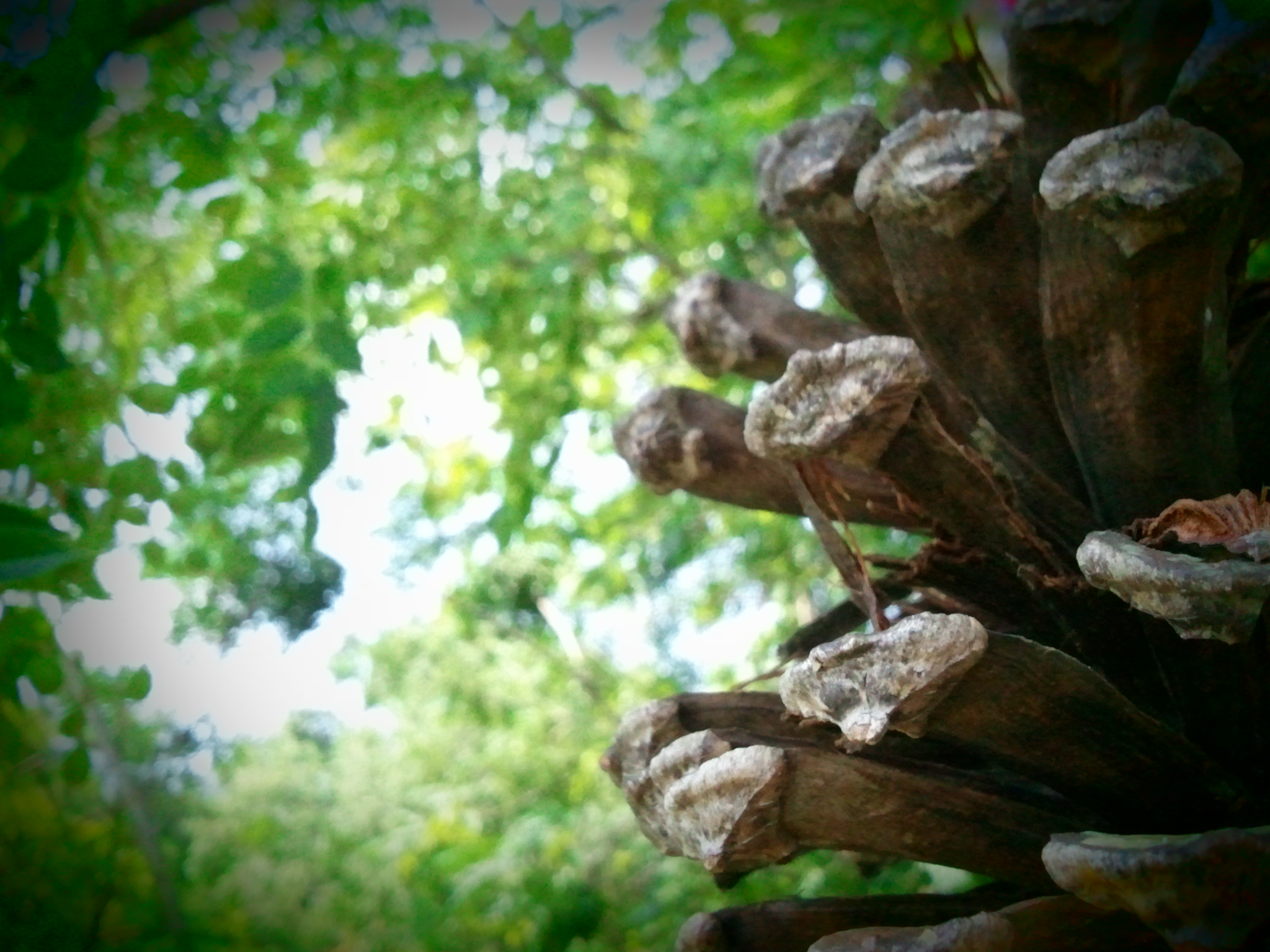 a view of some nches in front of a green tree