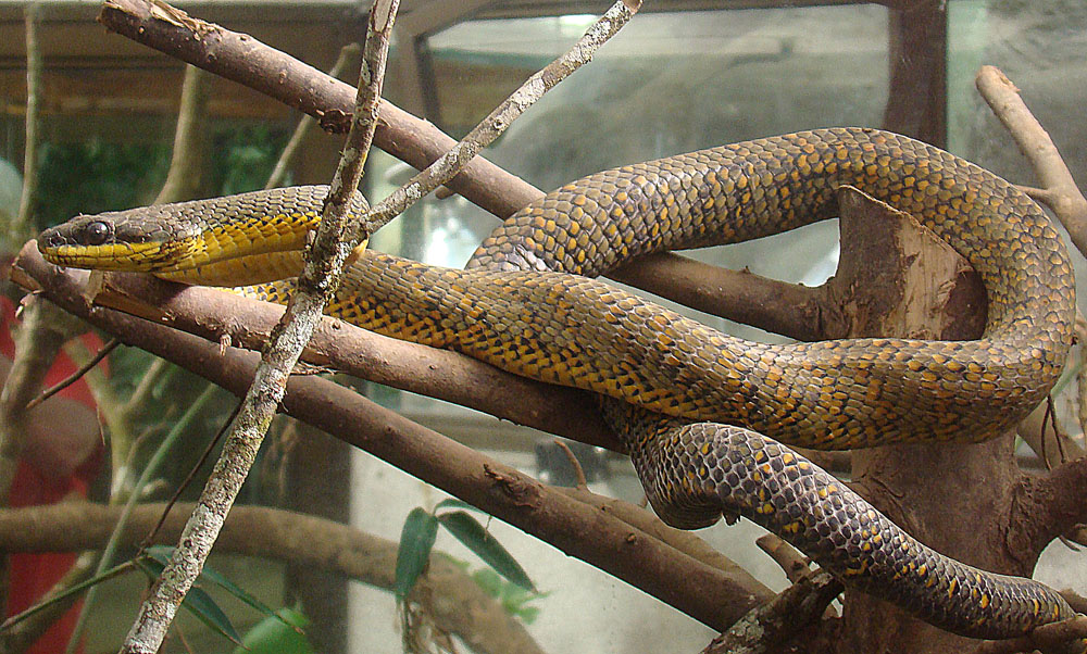 a yellow and black snake on a tree nch