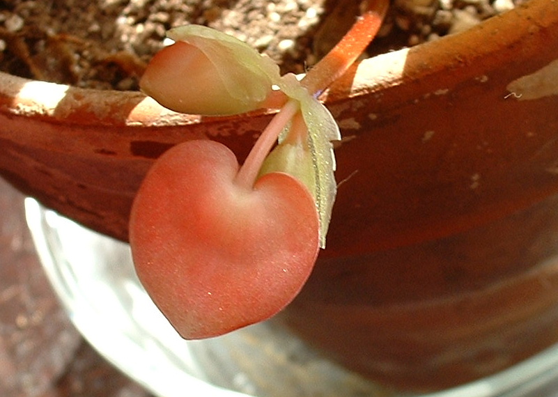 a plant with two tiny hearts in a pot
