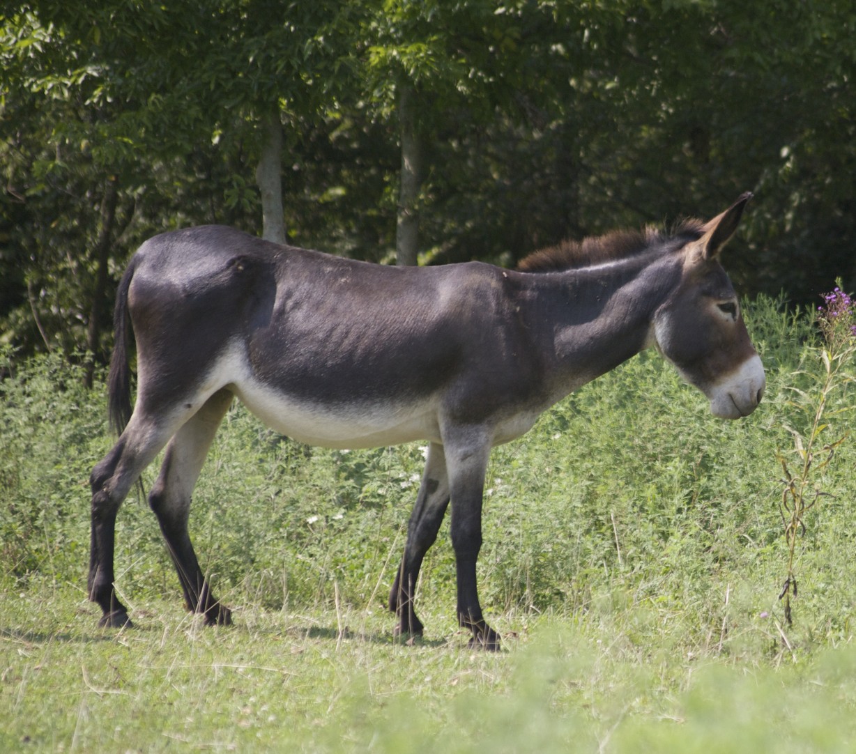 a donkey standing in the middle of a field