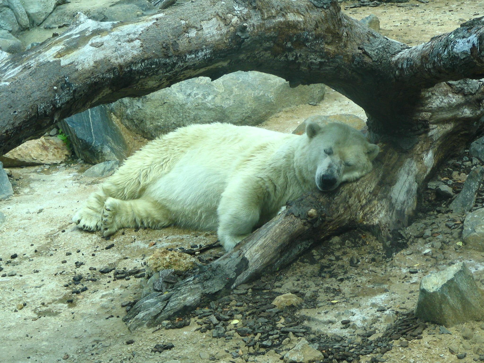 a white polar bear laying in the shade of a large tree