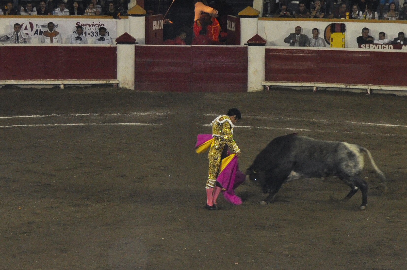 a woman in a pink and yellow dress stands with a bull at a circus