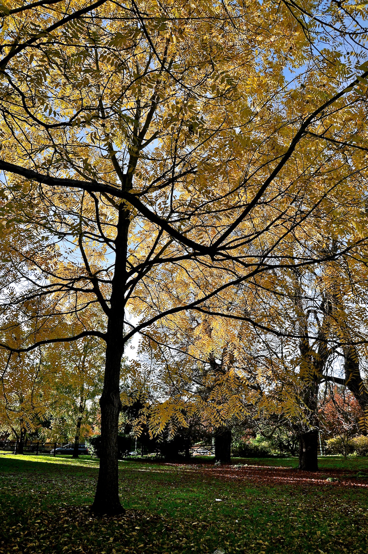 a lone bench sits in the leaves of an autumn tree