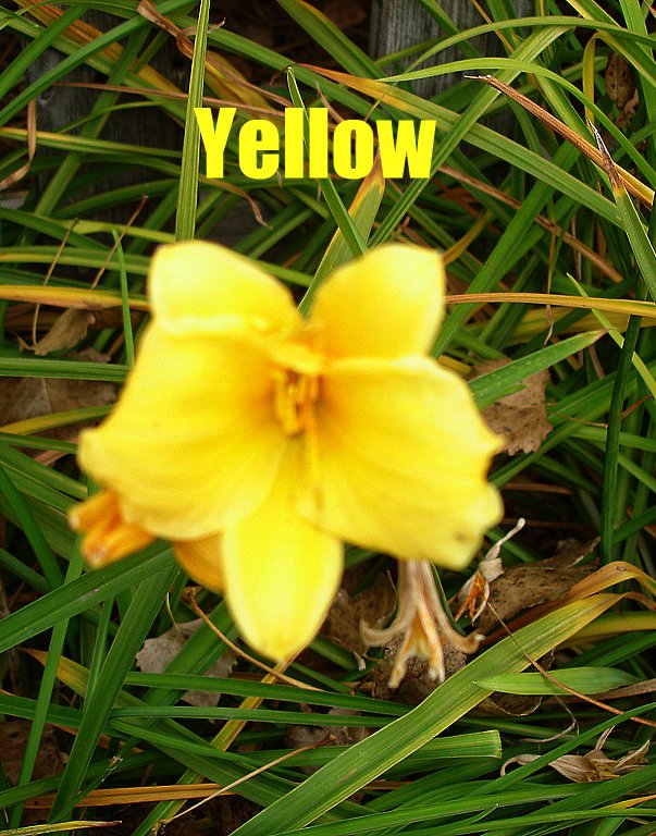 a yellow flower that is in some grass