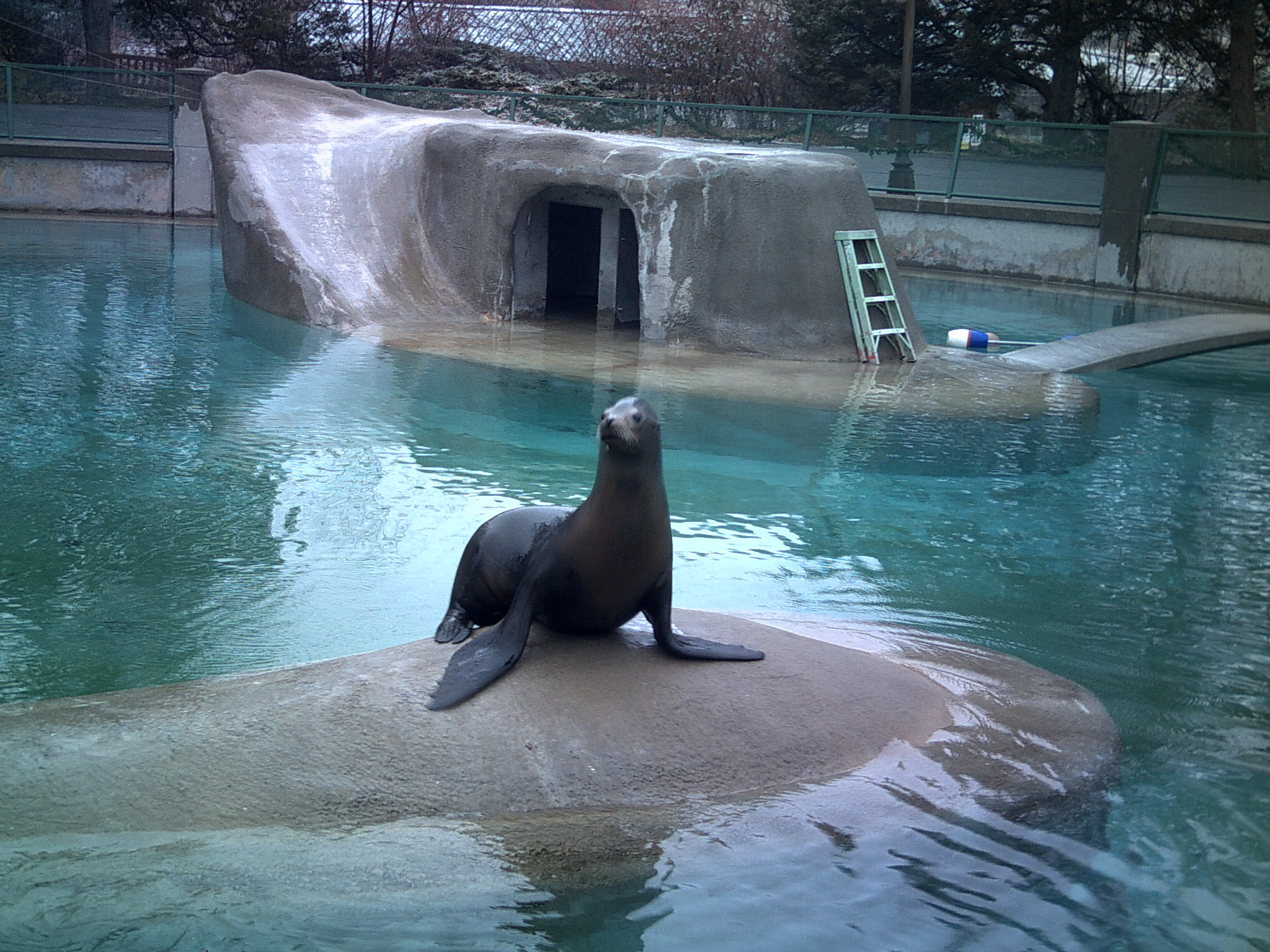 a seal sitting on a rock in front of the water