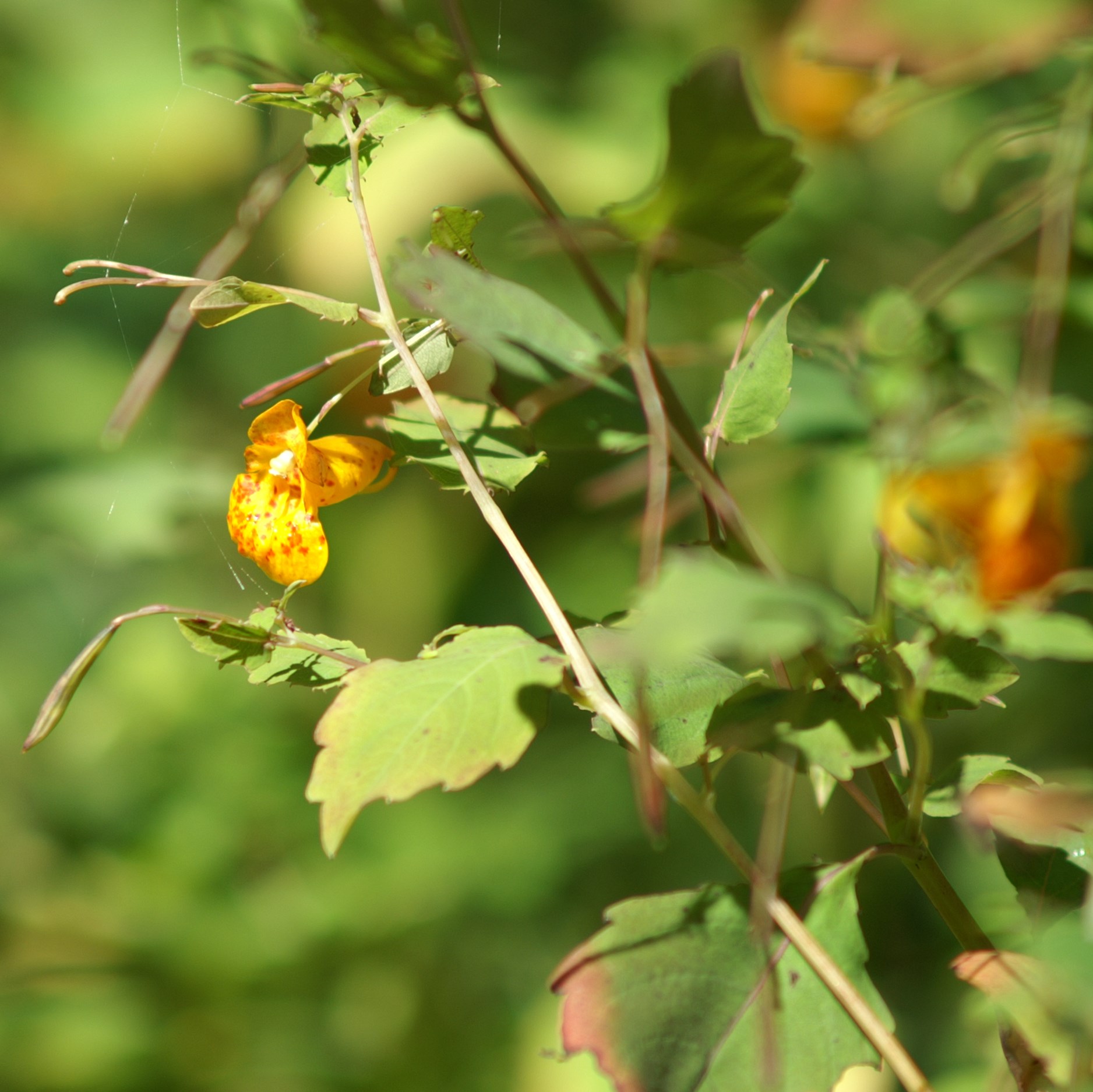 yellow flowers growing in the middle of green leaves