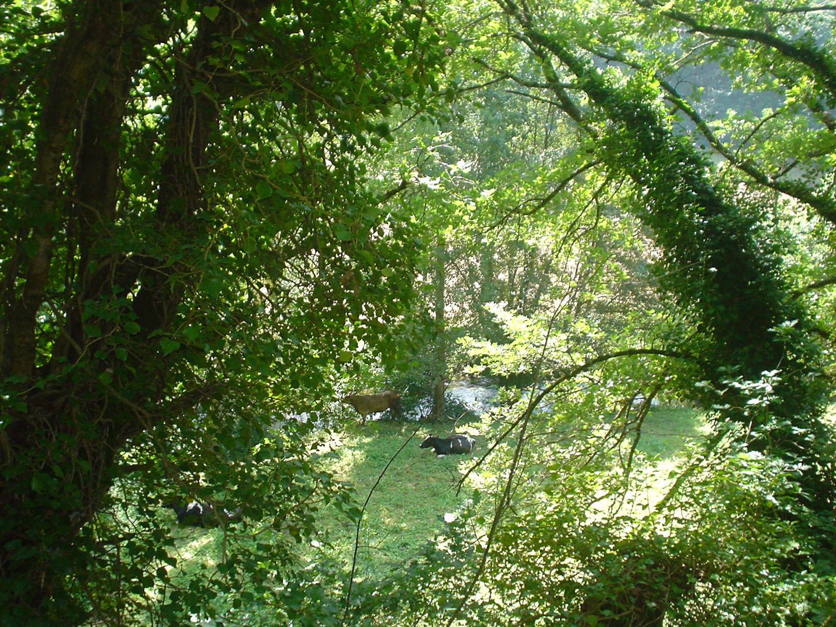 an aerial view looking down into a wooded area