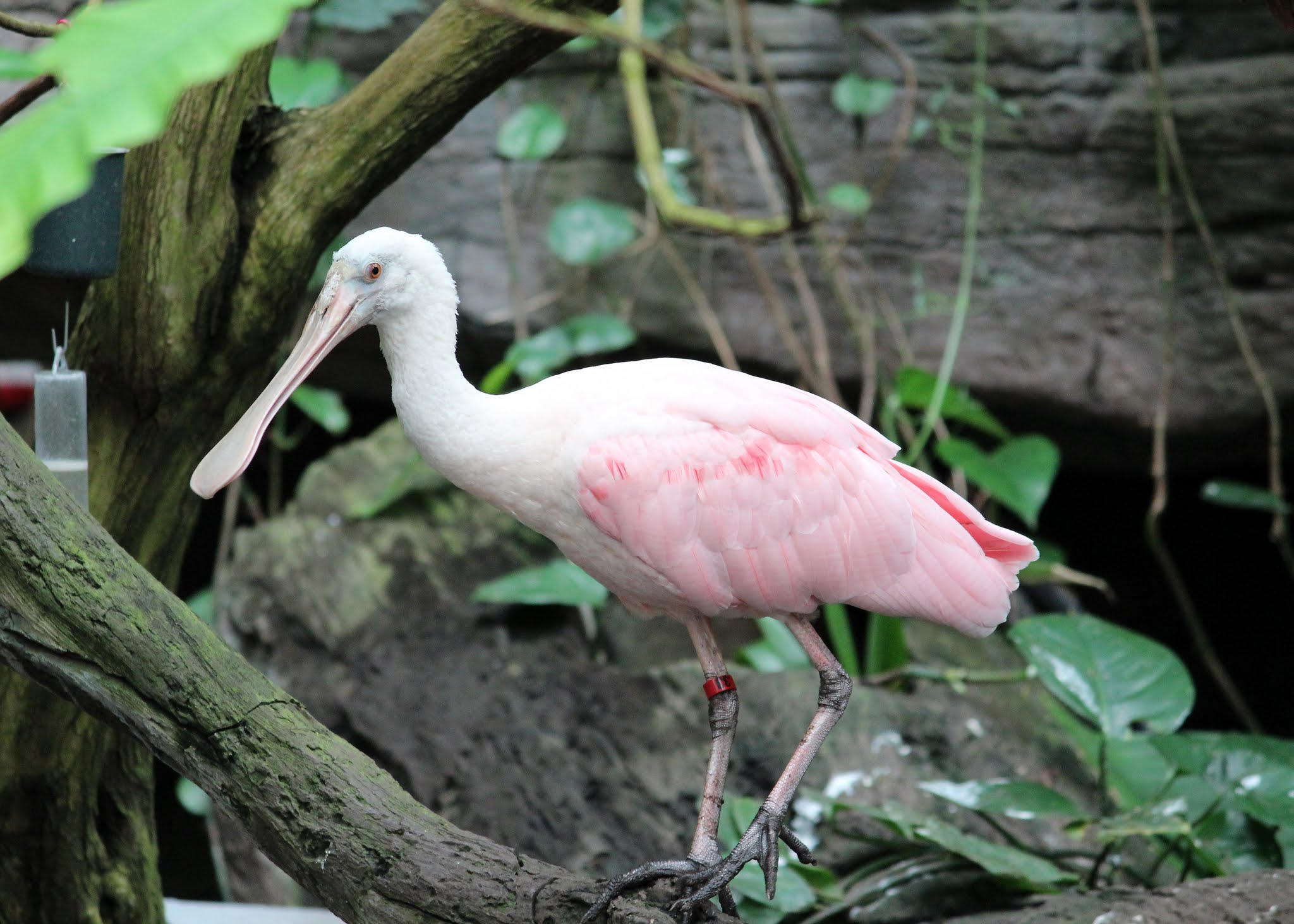 a pink bird stands in front of the camera