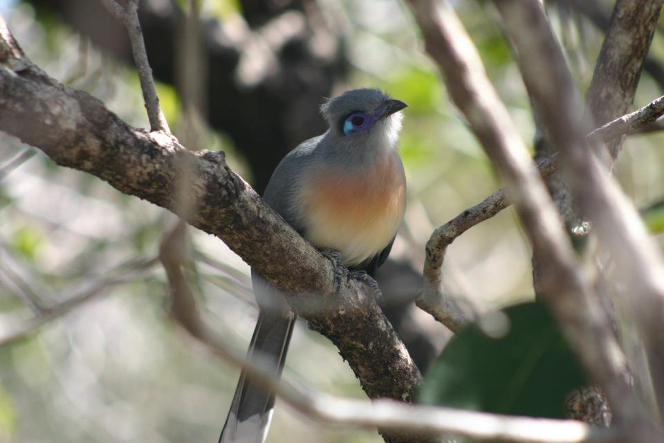 a small bird perched on top of a tree nch