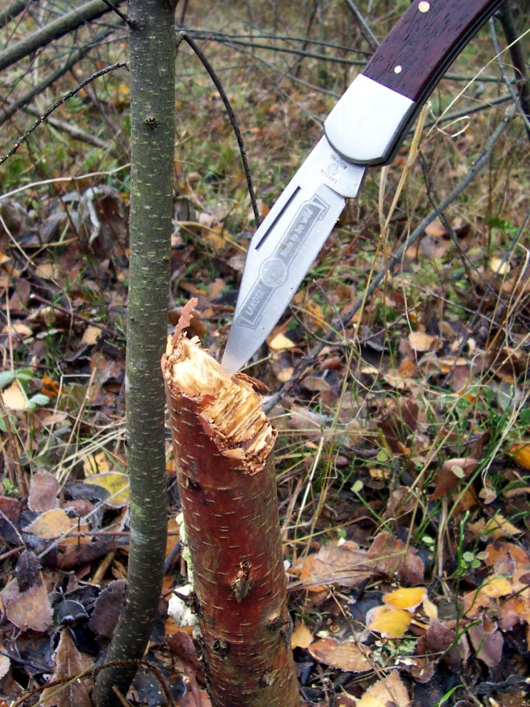 a knife that is sticking out of a tree