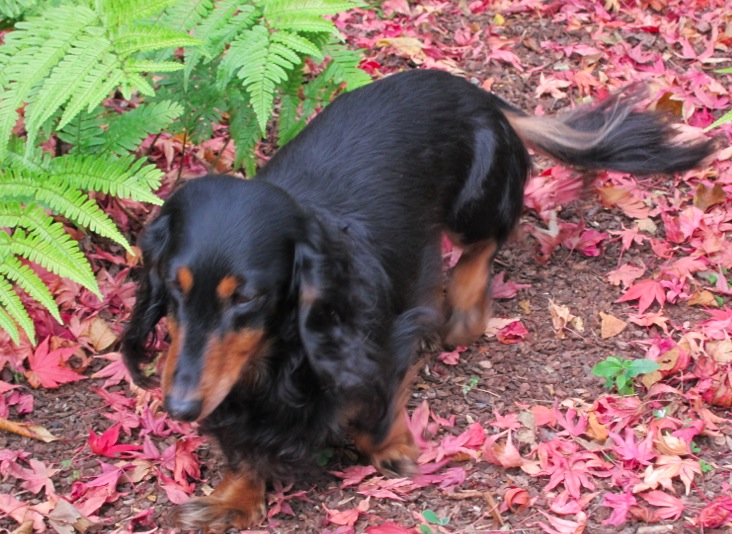 a brown and black dog standing next to a fern