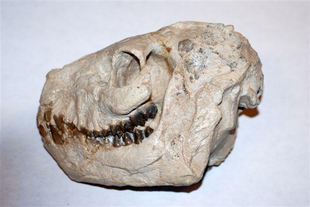 an animal skull on a white surface