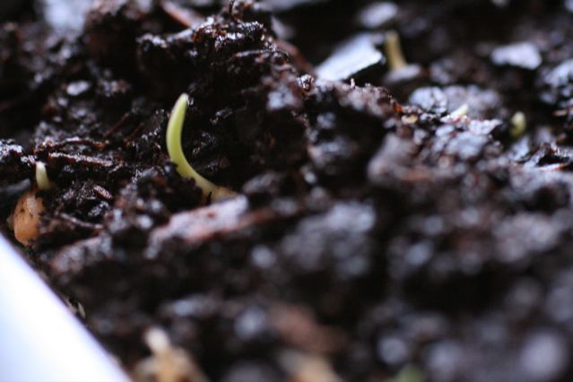 a close up picture of dark dirt growing from plants