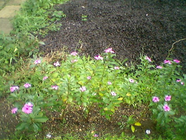 pink flowers growing by the edge of a road