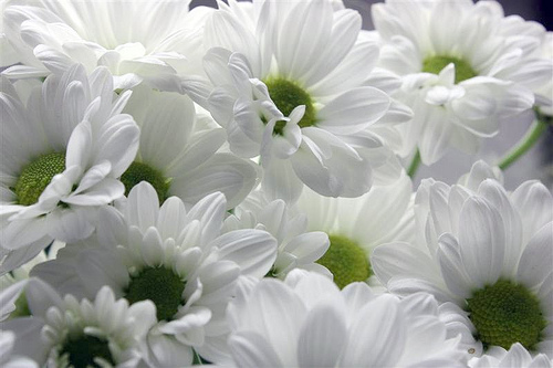 the white daisies are in a clear vase