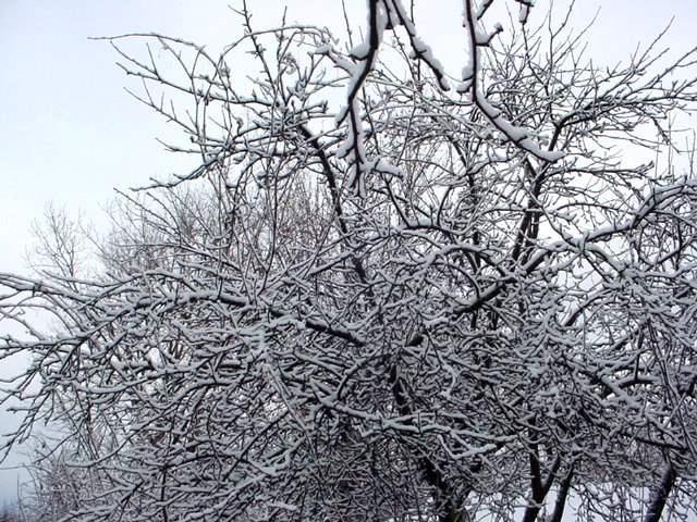 the snow is cloudling trees in the winter