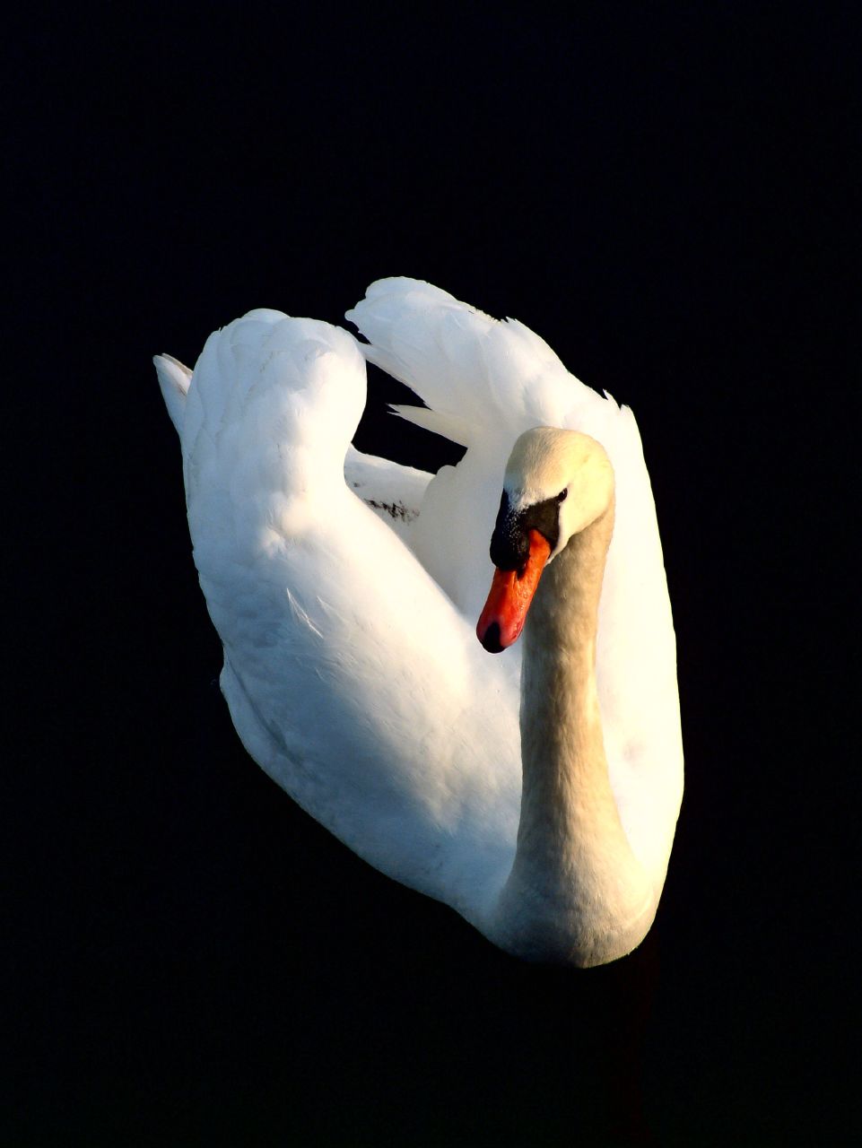 a white swan is floating on the water