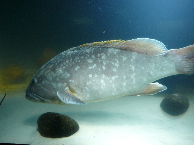 the fish has very many spots on its body