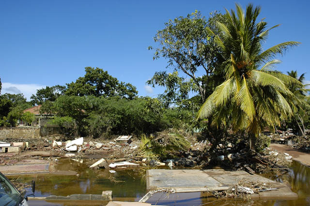 a road in the middle of a field with a lot of debris and a small palm tree