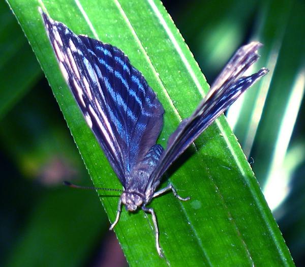 a blue striped erfly sitting on the side of a green leaf