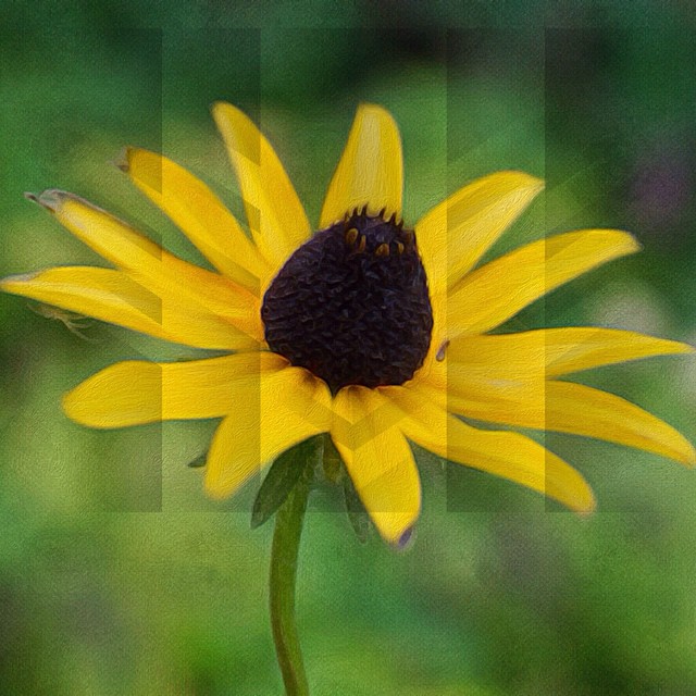 the center of a sunflower with a blurry background