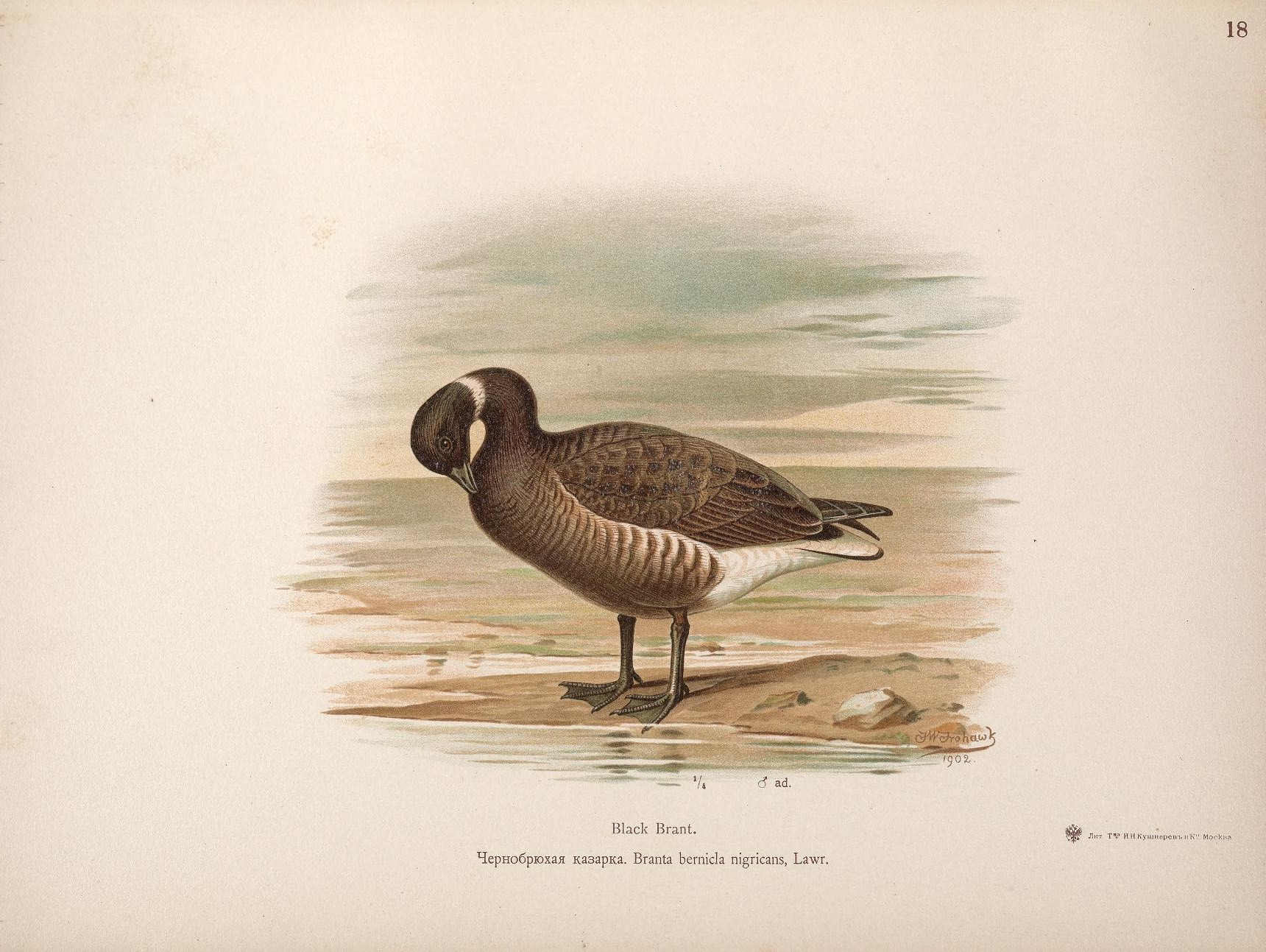 an antique print shows an image of a duck in water