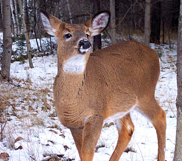 a deer stands in the woods on a snowy day