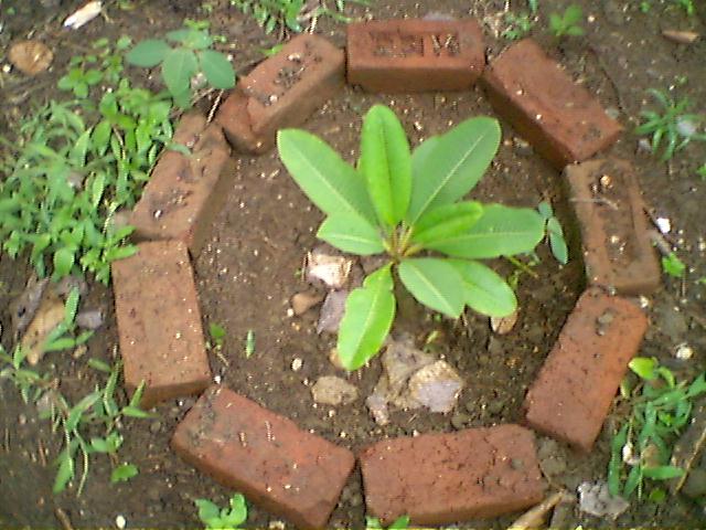 there is a plant growing out of a brick circle