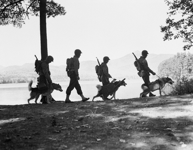 the soldiers are carrying their dogs with the same weapon