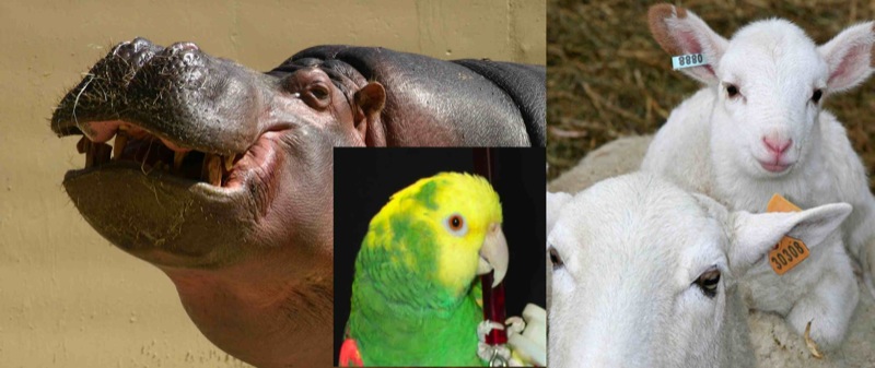 a couple of animals that are by a picture