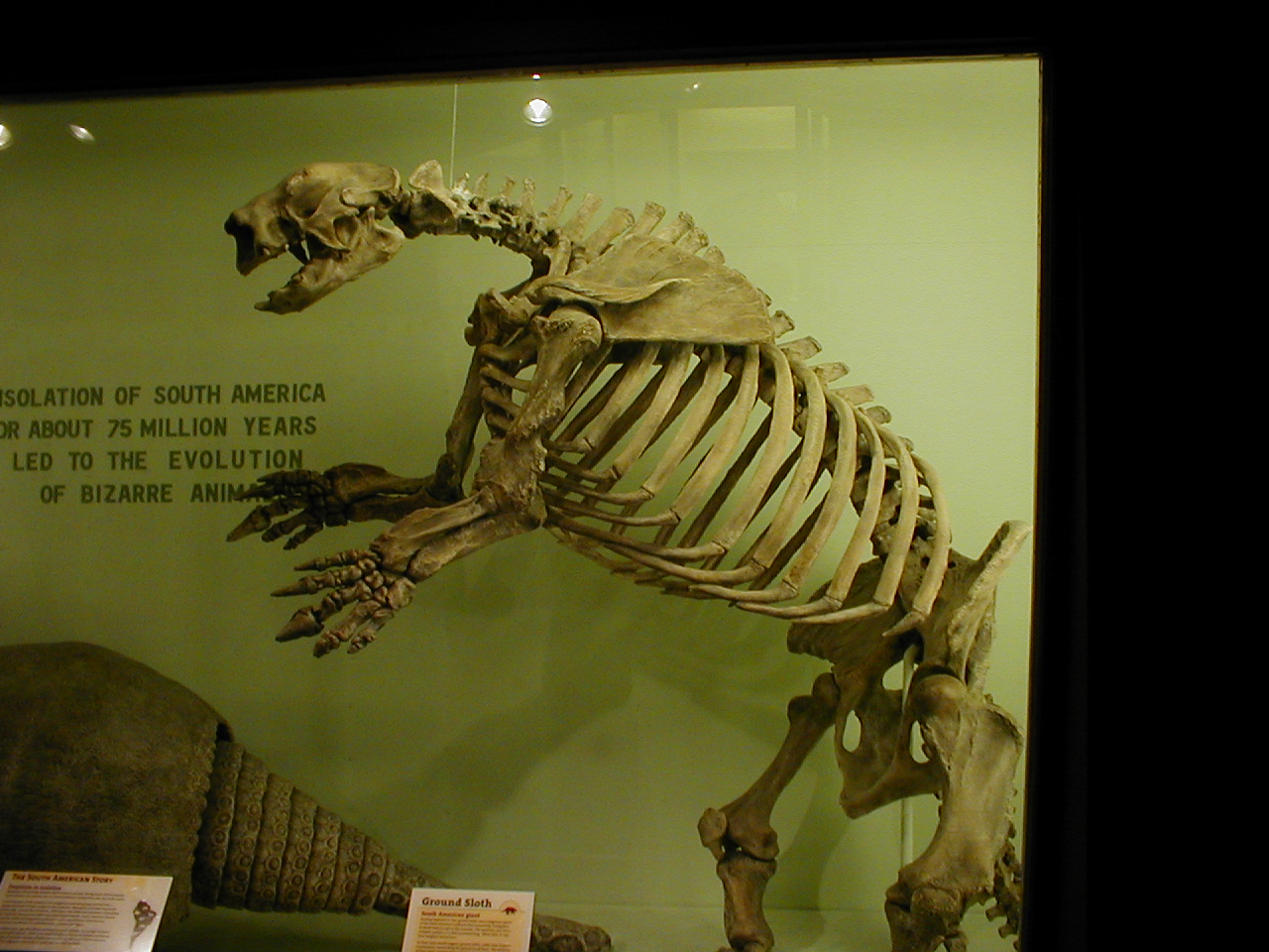 a dinosaur skeleton is shown in a museum